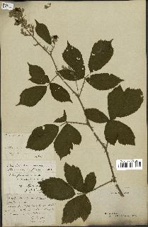 spécimen de Rubus piletostachys