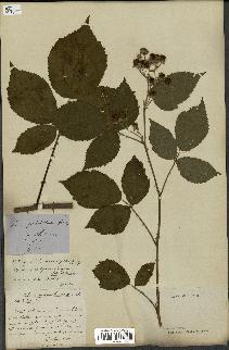 spécimen de Rubus piletostachys