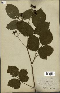 spécimen de Rubus piletostachys