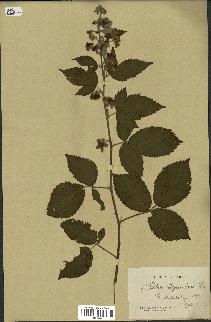 spécimen de Rubus phyllostachys