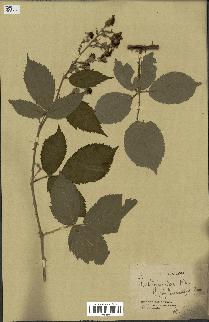 spécimen de Rubus phyllostachys