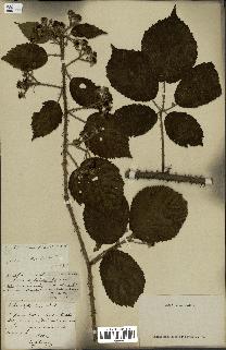 spécimen de Rubus phyllophorus