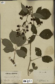 spécimen de Rubus pedatifolius