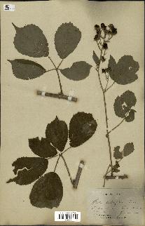 spécimen de Rubus pedatifolius