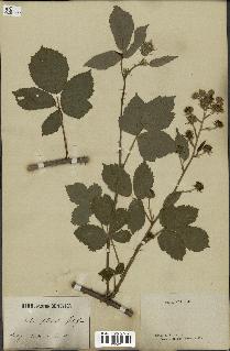 spécimen de Rubus pedatifolius