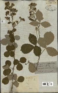 spécimen de Rubus fruticosus