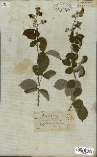 spécimen de Rubus fruticosus