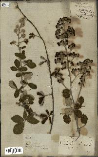 spécimen de Rubus fruticosus