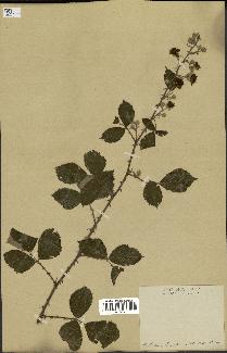 spécimen de Rubus fruticosus