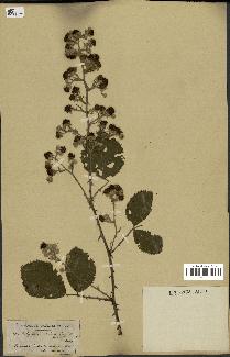 spécimen de Rubus fruticosus