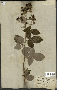 spécimen de Rubus discolor