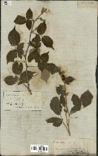 spécimen de Rubus discolor