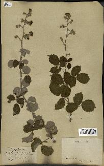 spécimen de Rubus ulmifolius