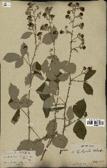 spécimen de Rubus ulmifolius
