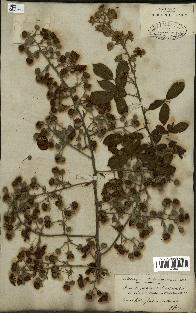 spécimen de Rubus ulmifolius