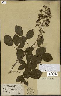 spécimen de Rubus ulmifolius