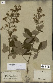 spécimen de Rubus ulmifolius