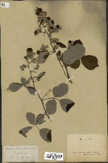 spécimen de Rubus ulmifolius