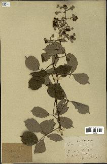 spécimen de Rubus ulmifolius