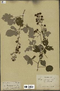 spécimen de Rubus ulmifolius