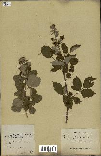 spécimen de Rubus ulmifolius