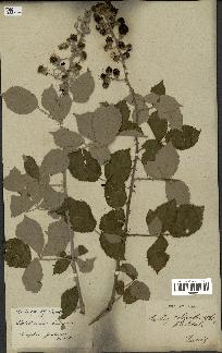 spécimen de Rubus ulmifolius