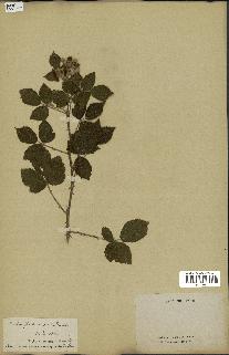 spécimen de Rubus ulmifolius