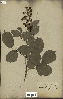 spécimen de Rubus ulmifolius