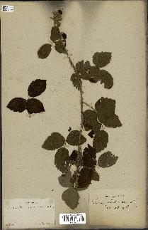 spécimen de Rubus ulmifolius