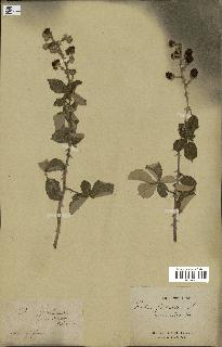 spécimen de Rubus ulmifolius