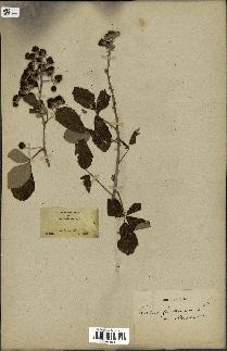 spécimen de Rubus ulmifolius