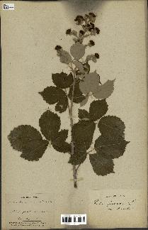spécimen de Rubus ulmifolius