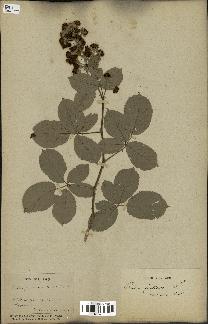 spécimen de Rubus ulmifolius