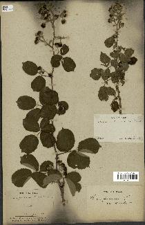 spécimen de Rubus ulmifolius