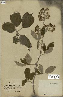 spécimen de Rubus ulmifolius