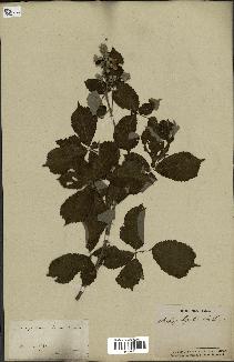 spécimen de Rubus ulmifolius