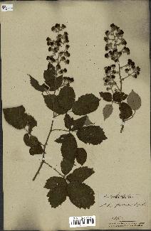 spécimen de Rubus ulmifolius