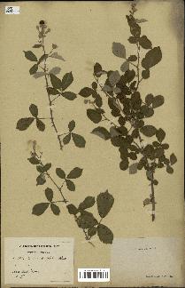 spécimen de Rubus ulmifolius