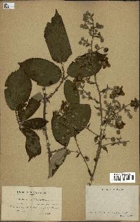 spécimen de Rubus ulmifolius