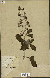 spécimen de Rubus fruticosus