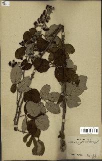 spécimen de Rubus fruticosus