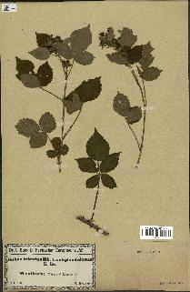 spécimen de Rubus fuckelii
