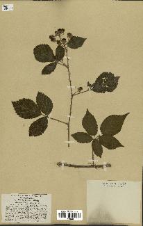 spécimen de Rubus fuckelii