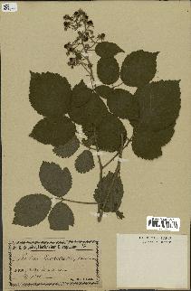spécimen de Rubus fuckelii