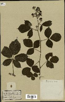 spécimen de Rubus fuckelii