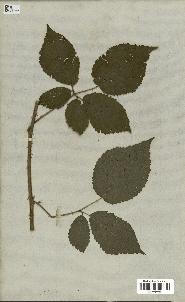 spécimen de Rubus fuckelii