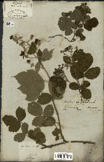 spécimen de Rubus fruticosus