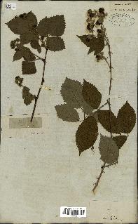 spécimen de Rubus fruticosus