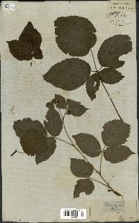 spécimen de Rubus fruticosus