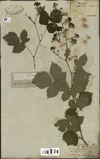 spécimen de Rubus fruticosus